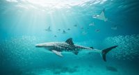 Shark & Ray Species Gain Critical Protections: A Win for Marine Life - AI Generated Visualization