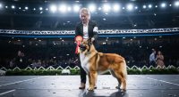 Belgian Sheepdog 'Soleil' Crowned Best in Show at 2025 National Dog Show - AI Generated Visualization