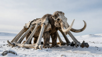 Ancient Architects Used Mammoth Bones for Homes in Ice Age Ukraine