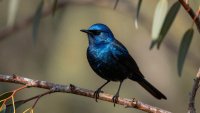 Birdsong Breakthrough: Experts Record New Danger Call of the Superb Fairy-Wren