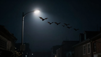Urban Bats Dodge Streetlights on Crucial Nighttime Journeys