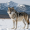 Yellowstone Wolves: The Lingering Debate Over Their Ecosystem Impact